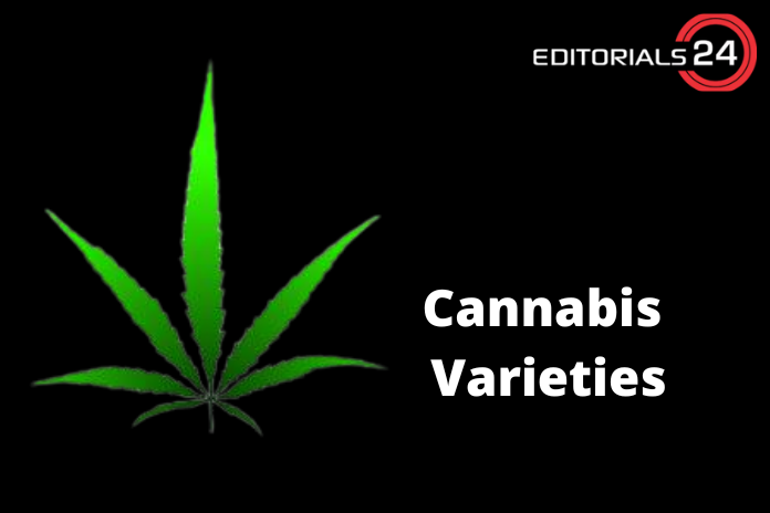 variety of cannabis