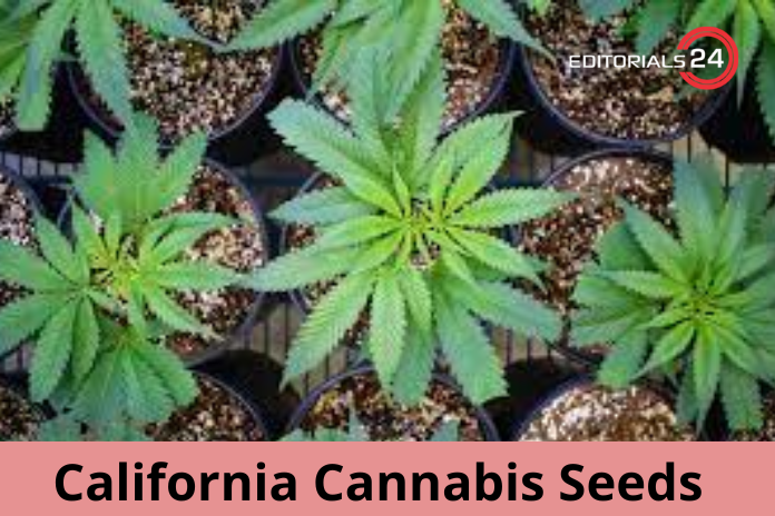 california cannabis seeds