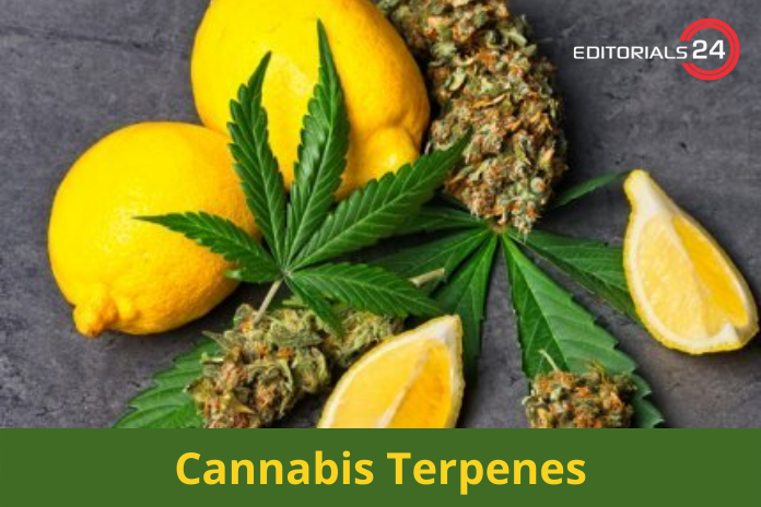 cannabis terpenes
