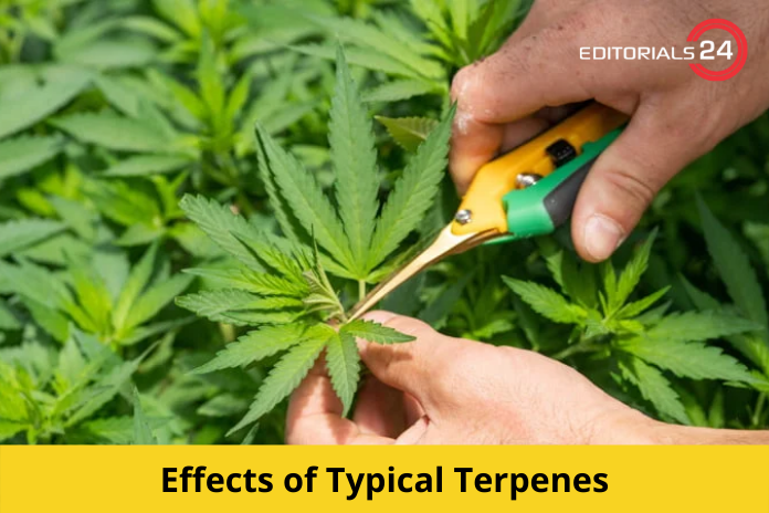 Effects of Typical Terpenes