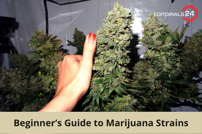 Beginner’s Guide to Marijuana Strains