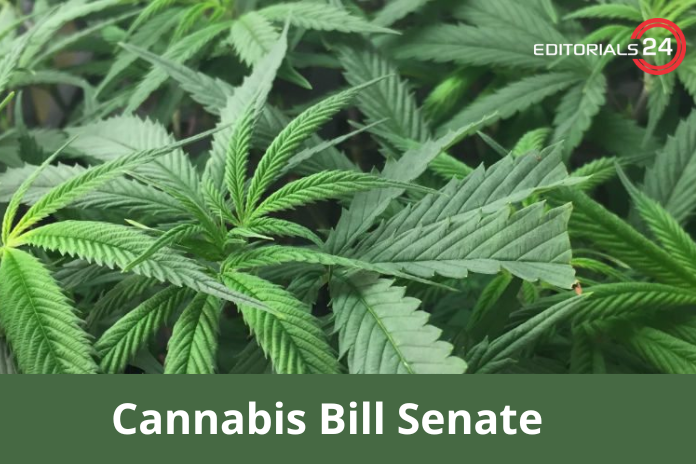 cannabis bill senate